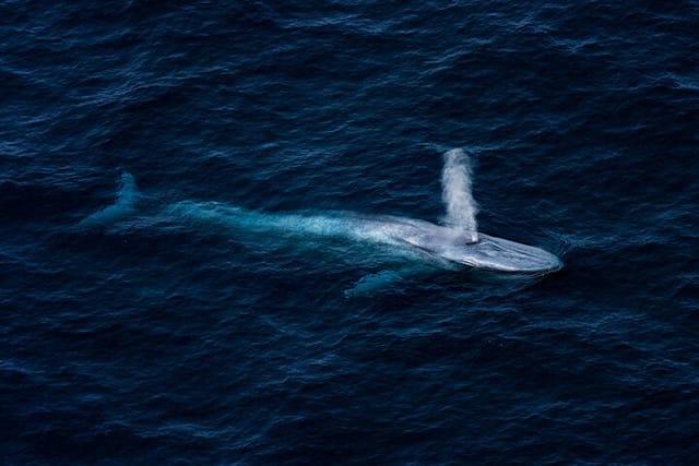 Blue Whale